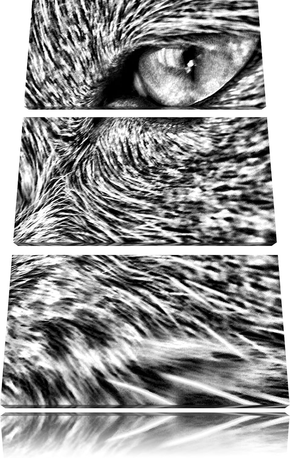 Pixxprint Katze mit blauen Augen als Leinwandbild/Grösse: 3 Teilig (120x80) cm/Wandbild/Kunstdruck/f