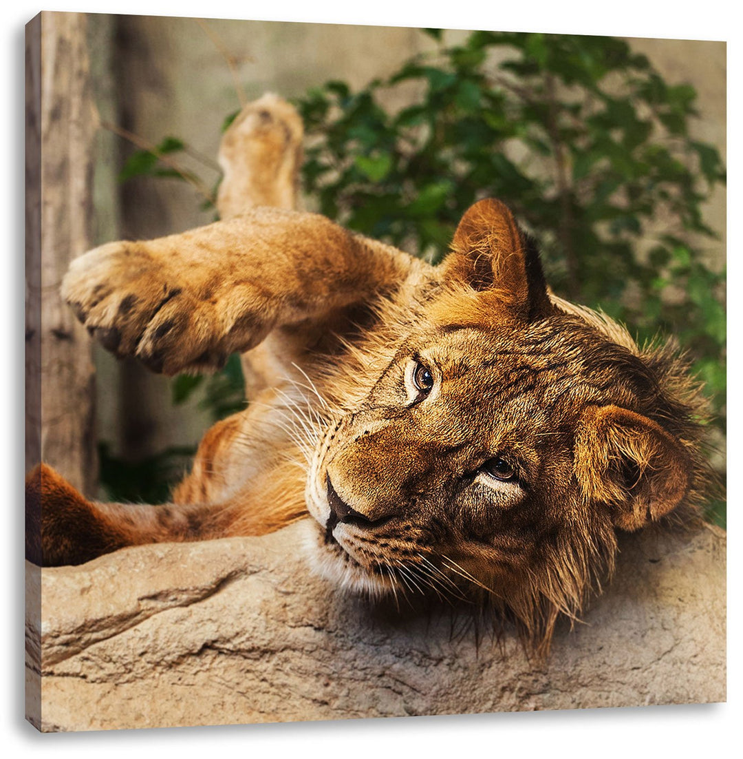 verspielter kleiner Löwe, Format: 70x70 auf Leinwand, XXL riesige Bilder fertig gerahmt mit Keilrahm