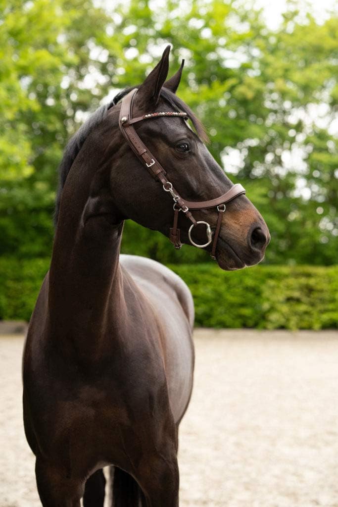 PresTeq FaySport Snaffle Bridle Full Size Brown Full/wb Braun, Full/wb Braun