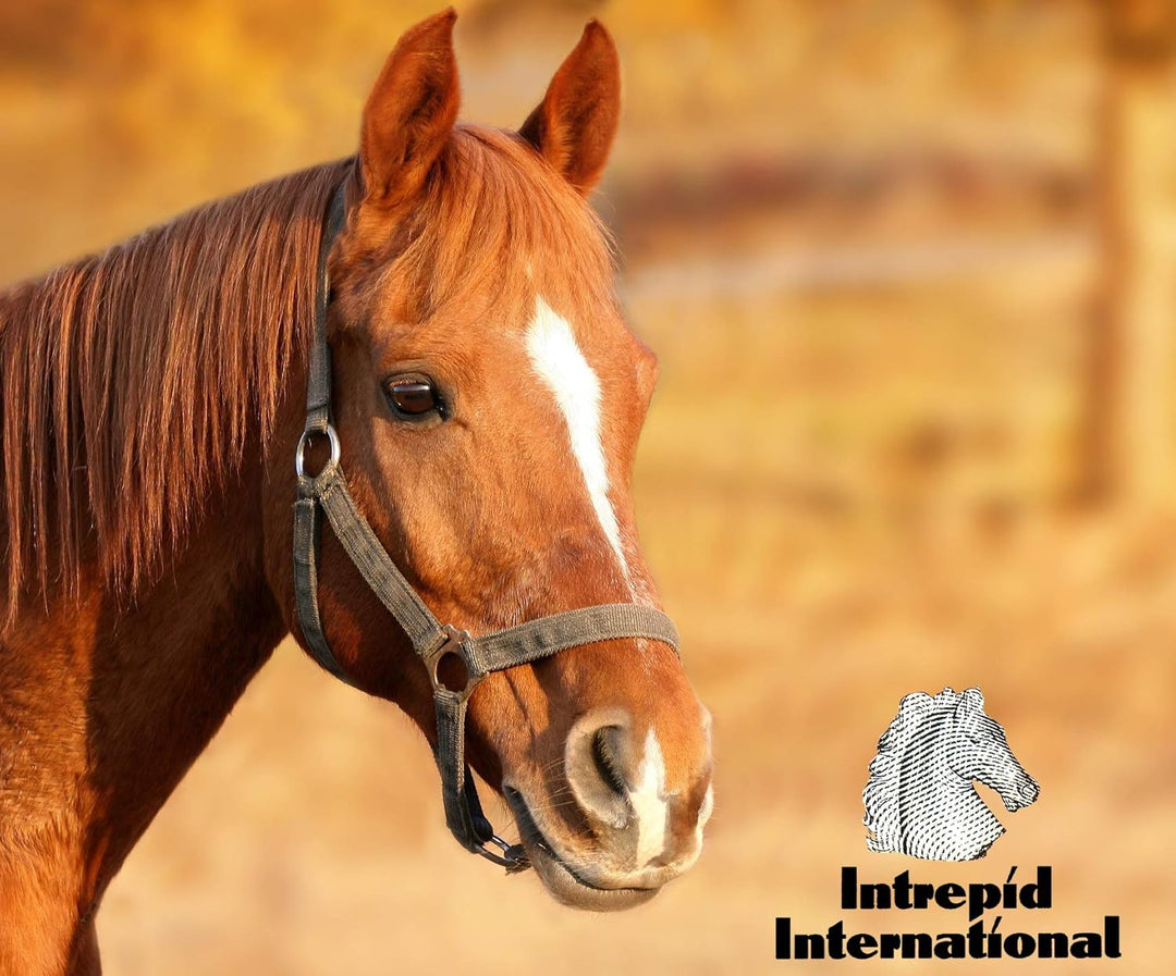 Intrepid International Hock Shield Protector X-Large Horse, X-Large Horse