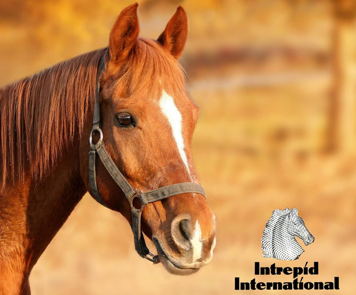 Intrepid International Hock Shield Protector X-Large Horse, X-Large Horse
