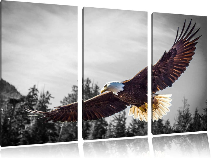 Pixxprint grosser Fliegender Adler als Leinwandbild | Grösse: 3 Teilig (120x80) | Wandbild| Kunstdru