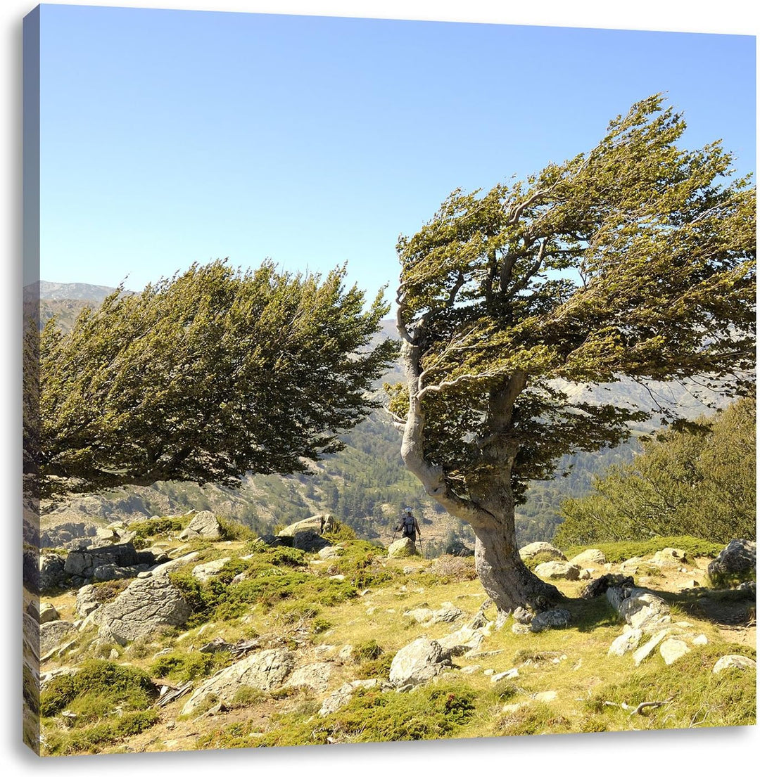 Pixxprint Schiefer Baum, Format: 70x70 auf Leinwand, XXL riesige Bilder fertig gerahmt mit Keilrahme