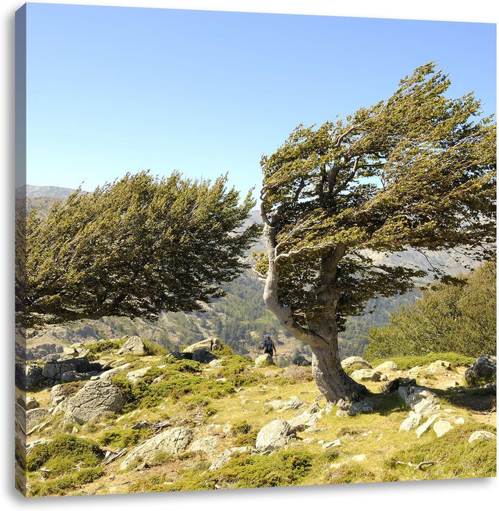 Pixxprint Schiefer Baum, Format: 70x70 auf Leinwand, XXL riesige Bilder fertig gerahmt mit Keilrahme