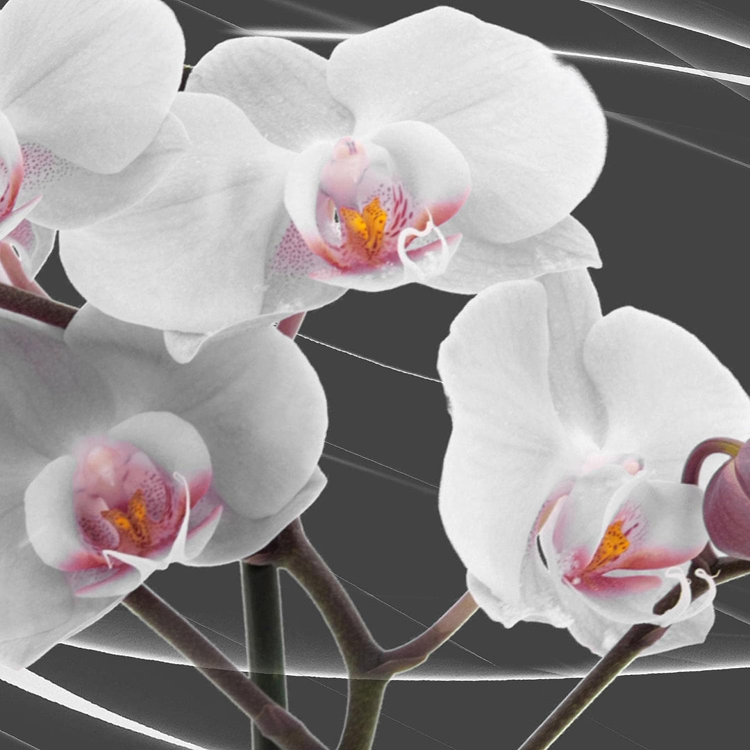 Runa Art - Bilder Blumen Orchidee 200 x 100 cm 5 Teilig XXL Wanddekoration Design Rosa Grau 202951c
