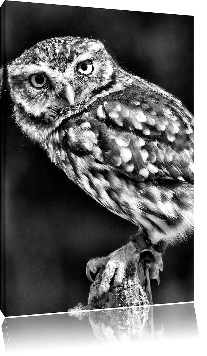 Monocrome, Eule auf Ast, Format: 100x70 auf Leinwand, XXL riesige Bilder fertig gerahmt mit Keilrahm