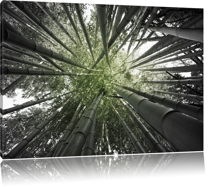 Grüner Bambus B&W Detail, Format: 100x70 auf Leinwand, XXL riesige Bilder fertig gerahmt mit Keilrah