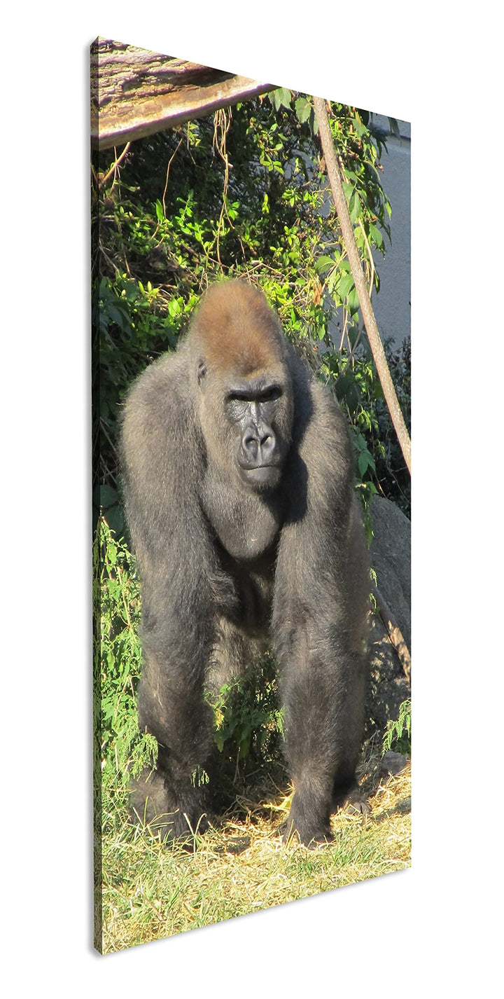 stolzer Gorilla Panorama 100x50 cm als Leinwandbild, Motiv fertig gerahmt auf Echtholzrahmen, Hochwe