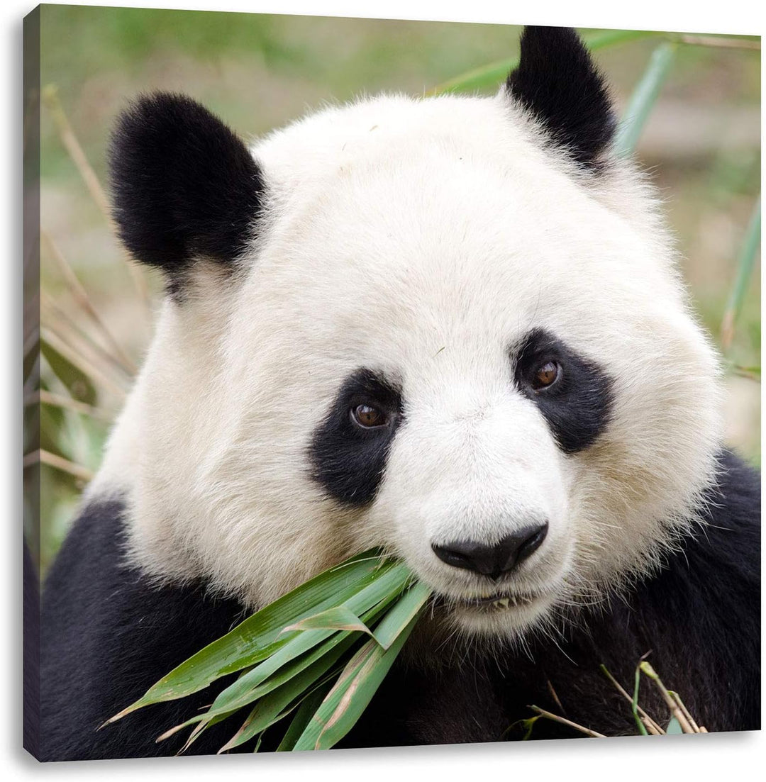Pandabär frisst Bambus, Format: 70x70 auf Leinwand, XXL riesige Bilder fertig gerahmt mit Keilrahmen