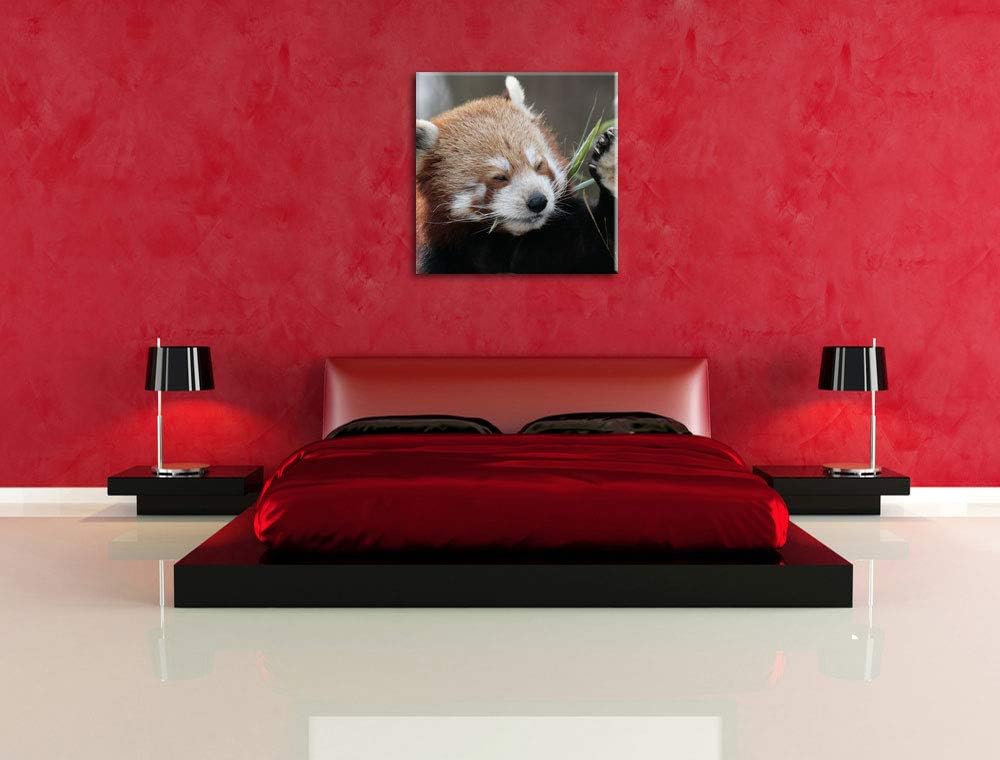 Kleiner Panda sagt Hallo, Format: 70x70 auf Leinwand, XXL riesige Bilder fertig gerahmt mit Keilrahm