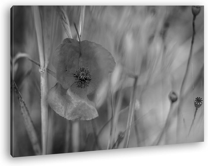 deyoli einzelne Mohnblume Format: 80x60 Effekt: Schwarz/Weiss als Leinwand, Motiv fertig gerahmt auf