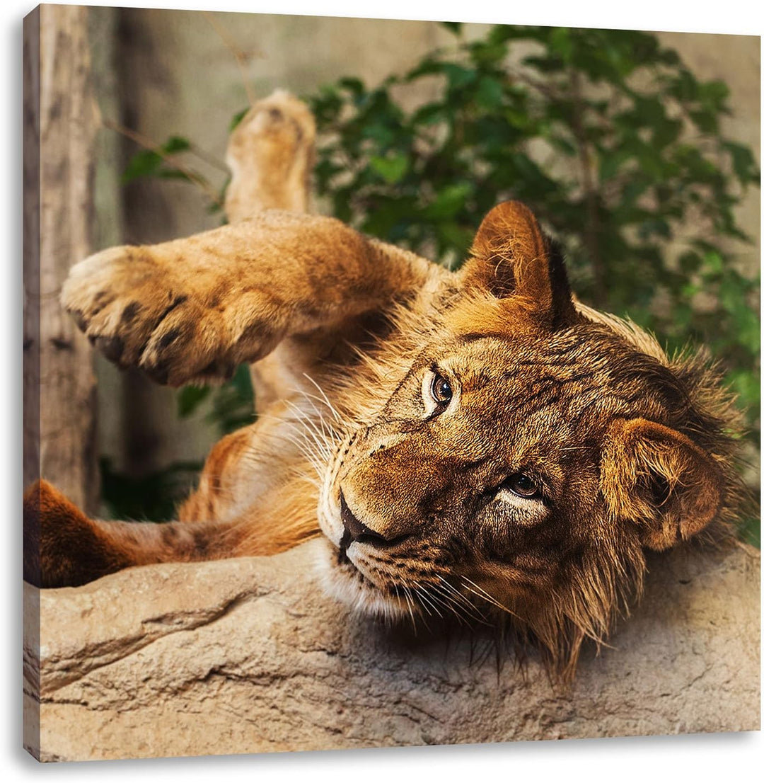 verspielter kleiner Löwe, Format: 70x70 auf Leinwand, XXL riesige Bilder fertig gerahmt mit Keilrahm