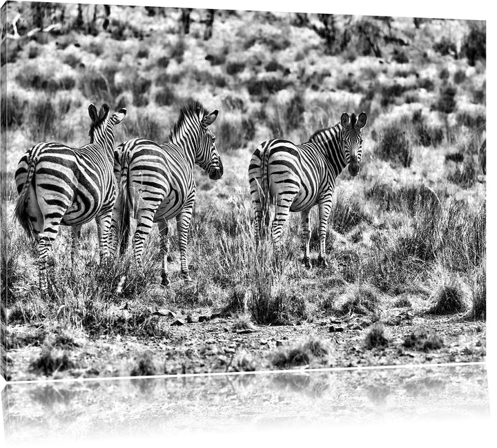 Pixxprint Zebraherde im Wildgras als Leinwandbild | Grösse: 100x70 cm | Wandbild| Kunstdruck | ferti