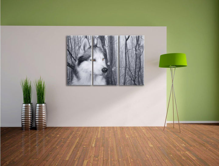 Pixxprint Wachsamer Husky als Leinwandbild/Grösse: 3 Teilig (120x80 cm) cm/Wandbild/Kunstdruck/ferti