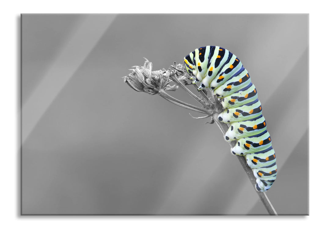 Pixxprint Glasbild | Wandbild aus Echtglas | Grüne Raupe auf Ast Tiere | 60x40 cm | inkl. Aufhängung