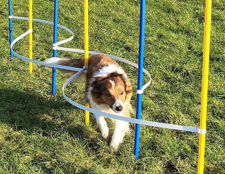 Agility - Slalom - AUSBILDUNGSSET MIT 4 SLALOMBÖGEN/TRAININGSBÖGEN + 6 SLALOMSTANGEN GELB/BLAU