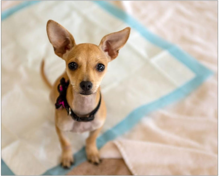 Hygienische Unterlagen für Haustiere Trainingsunterlagen für Welpen Puppy Training Pads Trainingpads