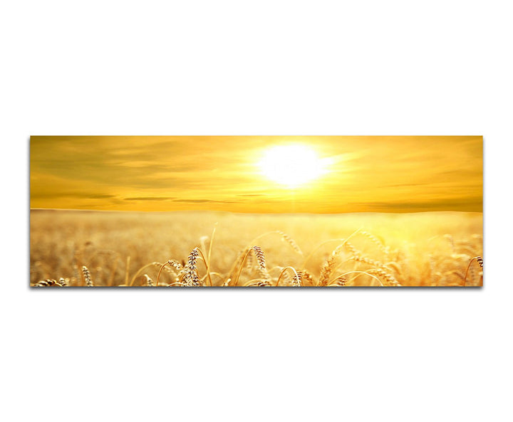 Paul Sinus Art Panoramabild auf Leinwand und Keilrahmen 150x50cm Kornfeld Spätsommer Sonnenuntergang
