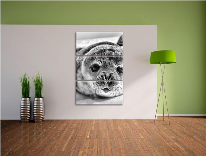 Pixxprint Süsses Robben Baby als Leinwandbild/Grösse: 3 Teilig (120x80) cm/Wandbild/Kunstdruck/ferti