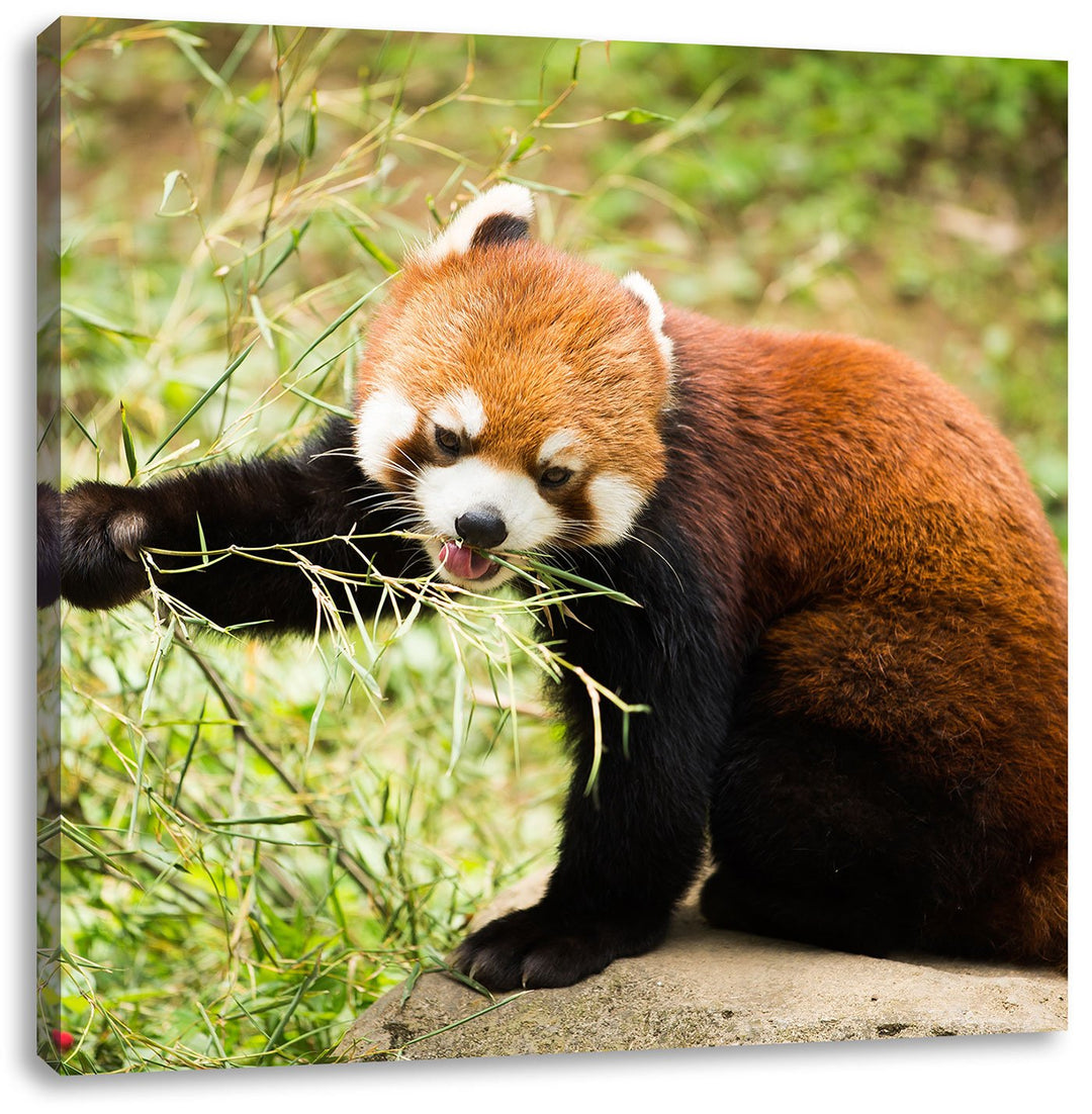 Niedlicher roter Panda, Format: 70x70 auf Leinwand, XXL riesige Bilder fertig gerahmt mit Keilrahmen