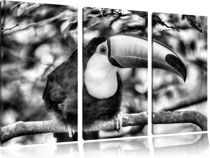 Pixxprint Exotischer Tukan als Leinwandbild | Grösse: 3 Teilig (120x80) | Wandbild| Kunstdruck | fer