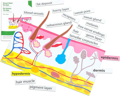 Betzold - Die Haut, magnetisches Tafelmaterial - Biologie Lehrmittel Anatomie Nocolor, Nocolor