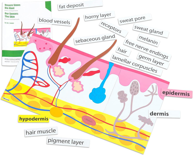 Betzold - Die Haut, magnetisches Tafelmaterial - Biologie Lehrmittel Anatomie Nocolor, Nocolor