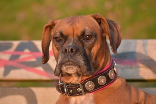 Bestia Pet BC1LPK1 Bijou Lederhalsband, Handarbeit, Top Qualität, 5 cm breit, L, schwarz und pink, L
