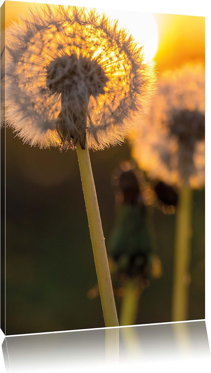 Pixxprint Pusteblume, Format: 100x70 auf Leinwand, XXL riesige Bilder fertig gerahmt mit Keilrahmen,