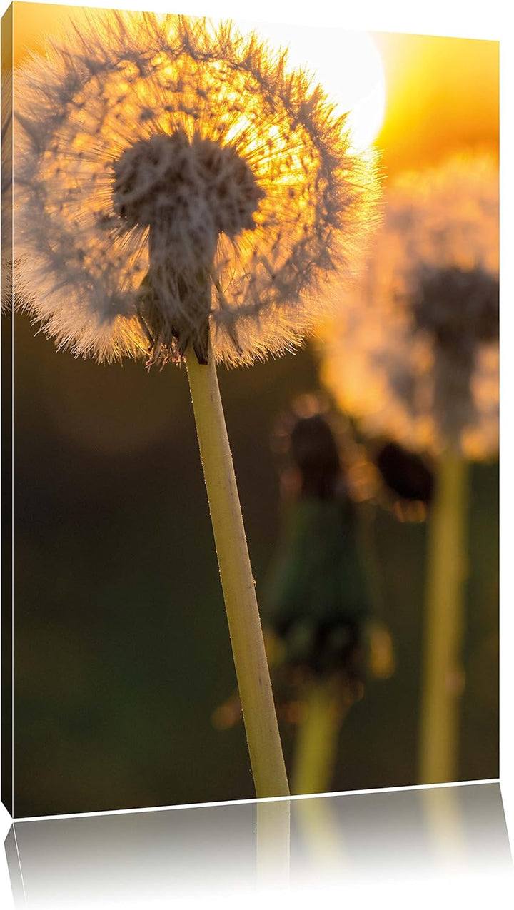 Pixxprint Pusteblume, Format: 100x70 auf Leinwand, XXL riesige Bilder fertig gerahmt mit Keilrahmen,