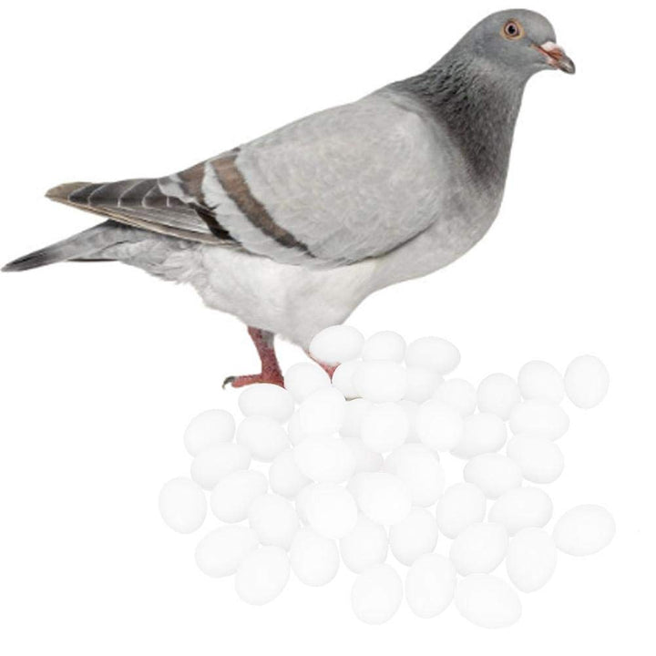 Cikonielf 50Pcs Taubeneier Vollkunststoff Eier Dummy Eier für Tauben Taube Falsche Eier für Luke Zuc