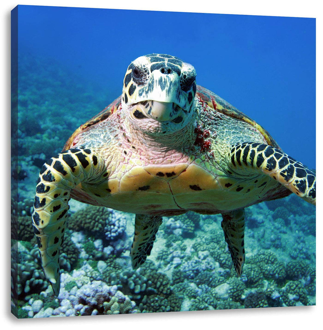 Pixxprint Schildkröte über Korallenriff, Format: 70x70 auf Leinwand, 70x70