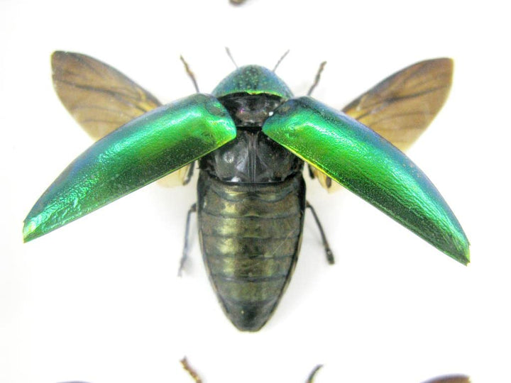 Echte exotische riesige Käfer, Insekten und Krabbler im Schaukasten - Insekten - Taxidermie (3 Stern