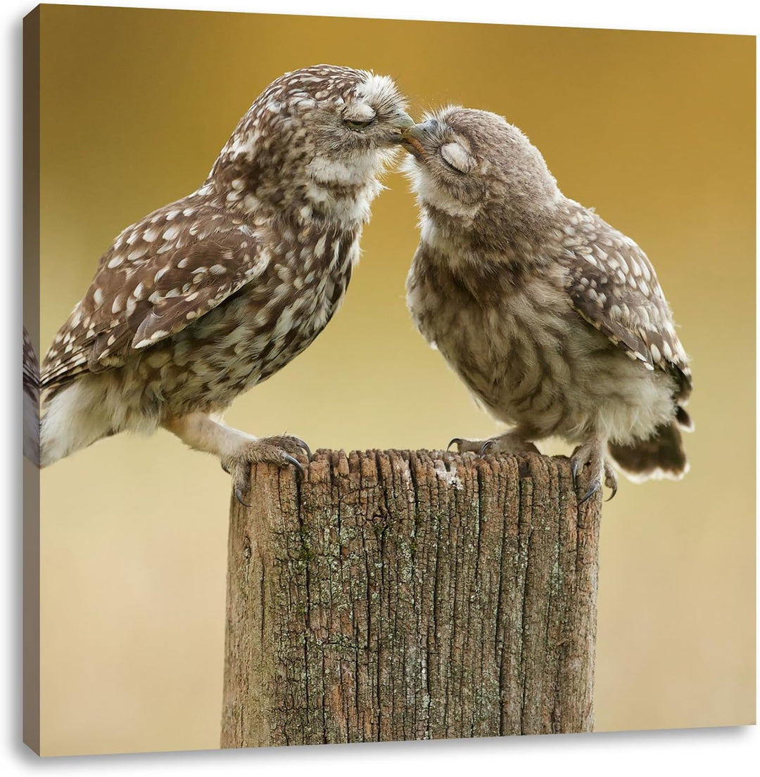 Pixxprint Küssende Eulen, Format: 70x70 auf Leinwand, XXL riesige Bilder fertig gerahmt mit Keilrahm
