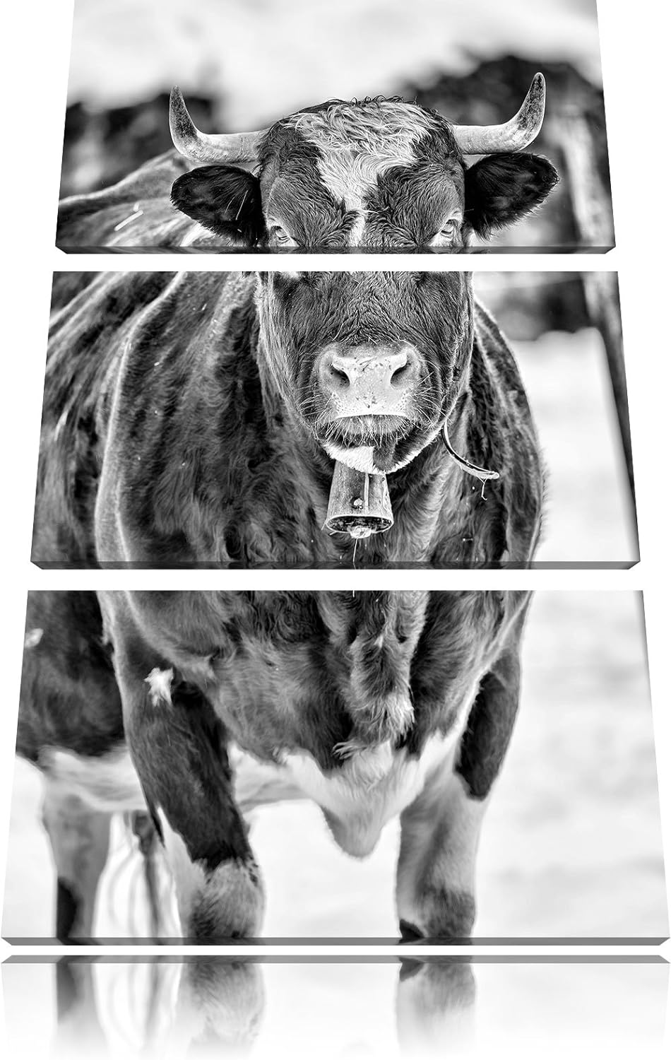 Pixxprint Kuhbullen in Schneelandschaft als Leinwandbild/Grösse: 3 Teilig (120x80) cm/Wandbild/Kunst