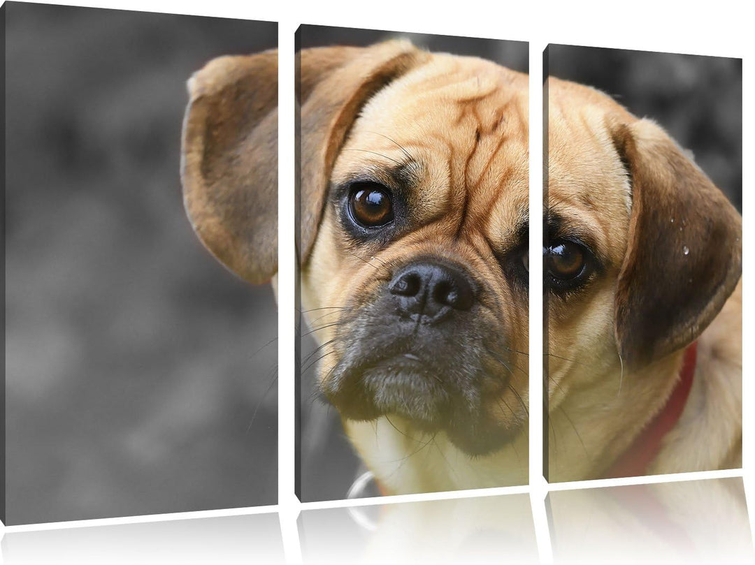 Pixxprint fragend schauender Mops Welpe B&W Detail 3-Teiler Leinwandbild 120x80 Bild auf Leinwand