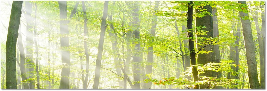 Sinus Art Wandbild 150x50cm Bäume Wald Sonnenstrahlen Herbst