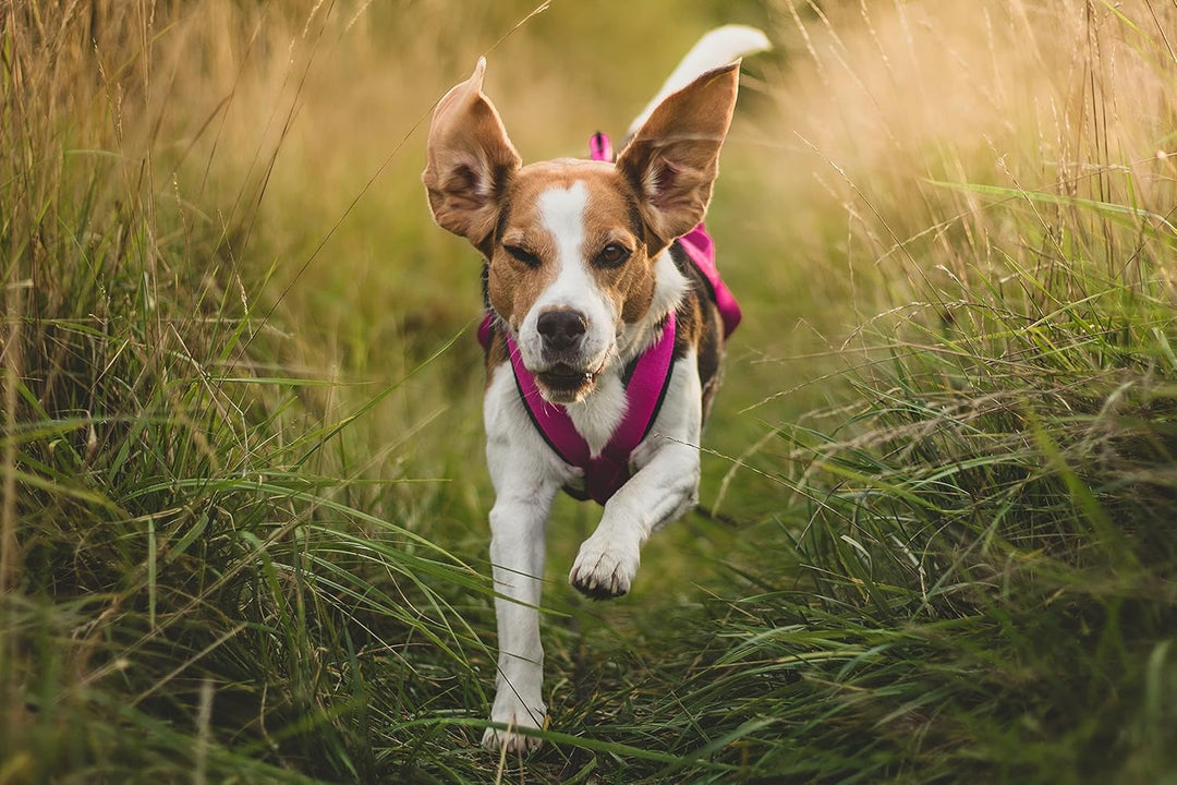 Dingo Hundegeschirre Sled Farbe Rosa Zuggeschirr Canicross Bike-Ski-Jöring Training Dogtrekking Gros