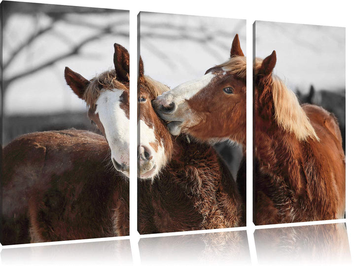 zwei braune Ponys schwarz/weiss 3-Teiler Leinwandbild 120x80 Bild auf Leinwand, XXL riesige Bilder f