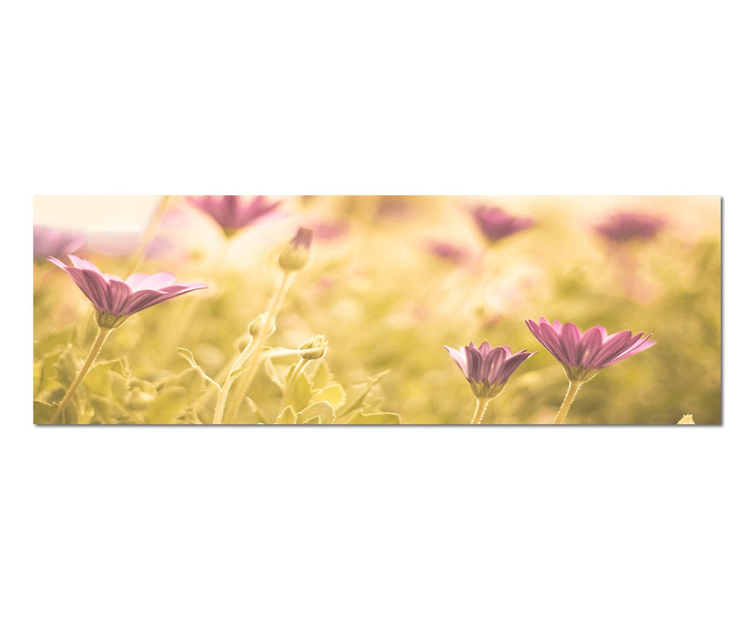 Paul Sinus Art Panoramabild auf Leinwand und Keilrahmen 150x50cm Blumen Wiese Frühling Sonne Licht
