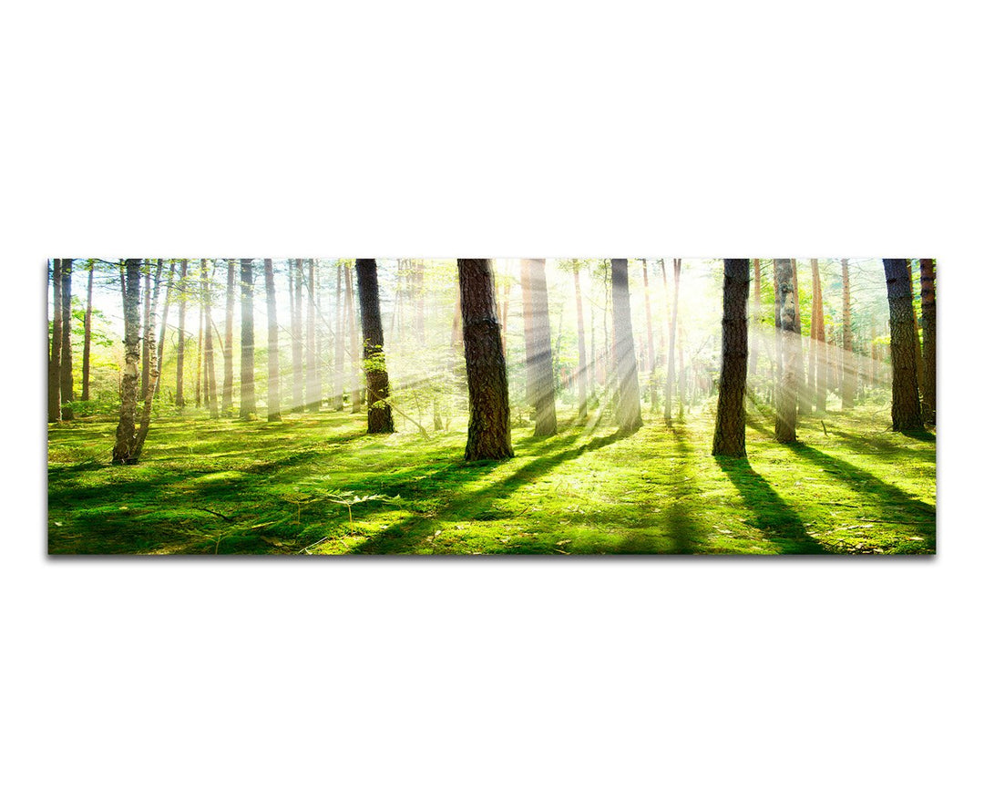 Paul Sinus Art Panoramabild auf Leinwand und Keilrahmen 120x40cm Wald Bäume Frühling Sonnenstrahlen