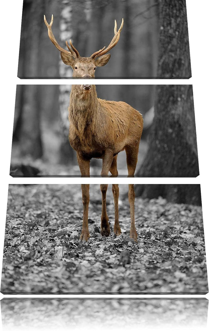 Pixxprint Schöner Hirsch im Wald Schwarz/Weiss 3-Teiler Leinwandbild 120x80 Bild auf Leinwand