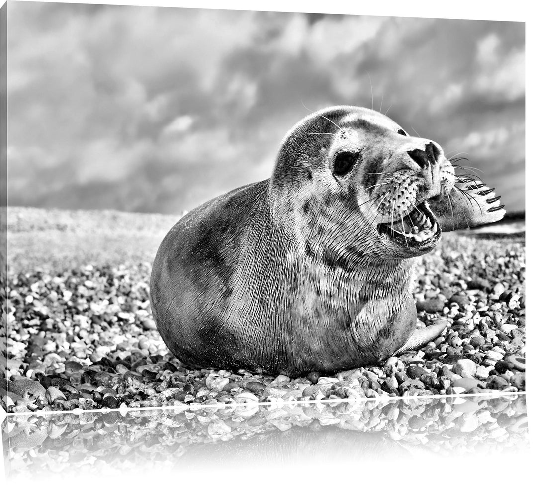 Pixxprint Monocrome, Süsse Robbe auf Steinstrand, Format: 100x70 auf Leinwand, 100x70