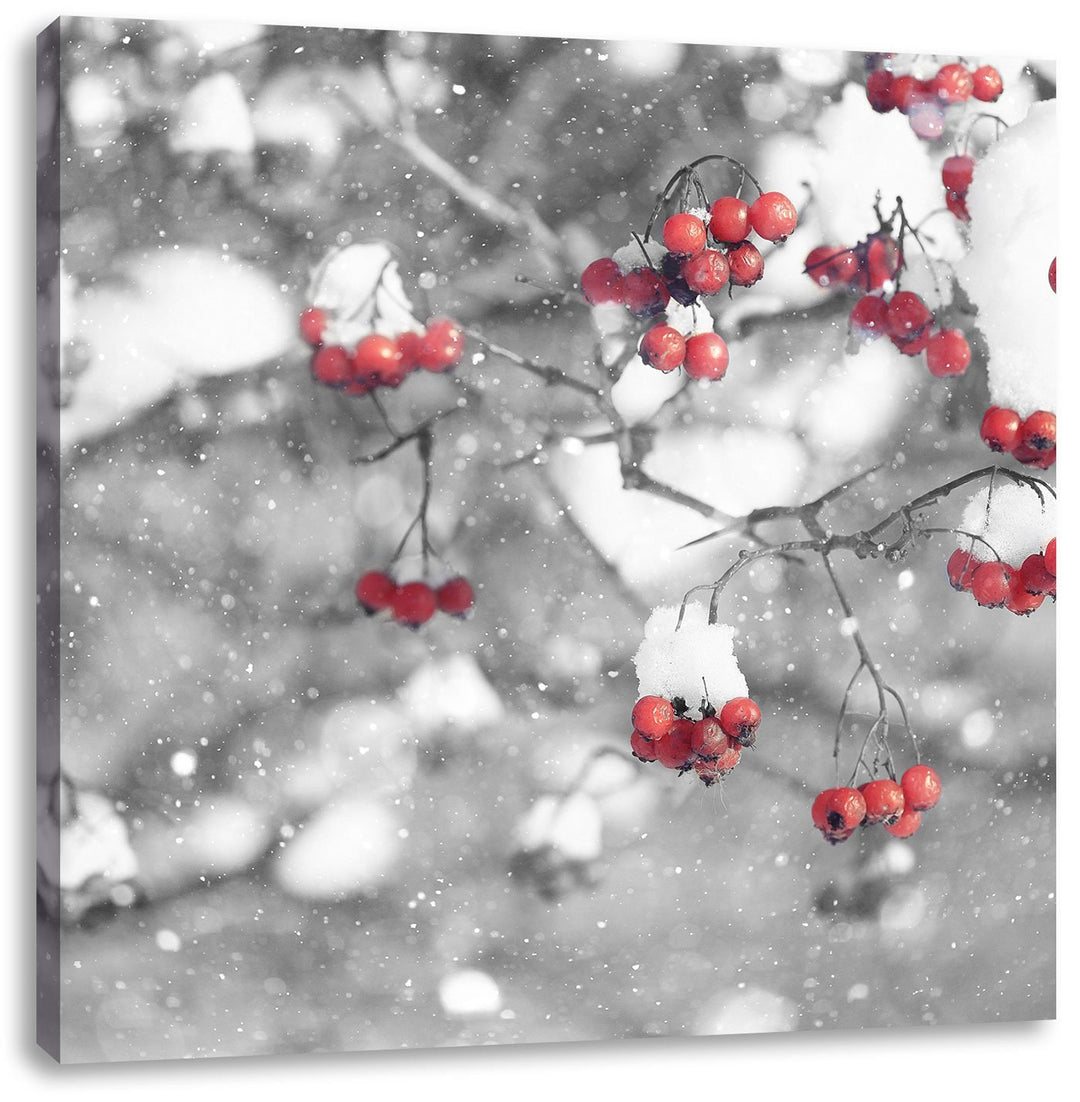 Pixxprint Vogelbeeren mit Schnee bedeckt als Leinwandbild Quadratisch/Grösse: 70x70 / Wandbild/Kunst
