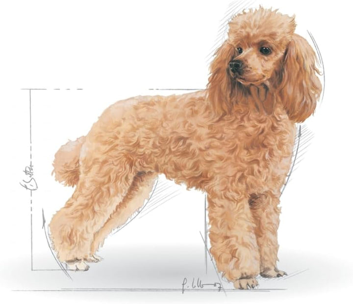 Royal Canin Poodle Erwachsene Hundefutter, 3 Kg