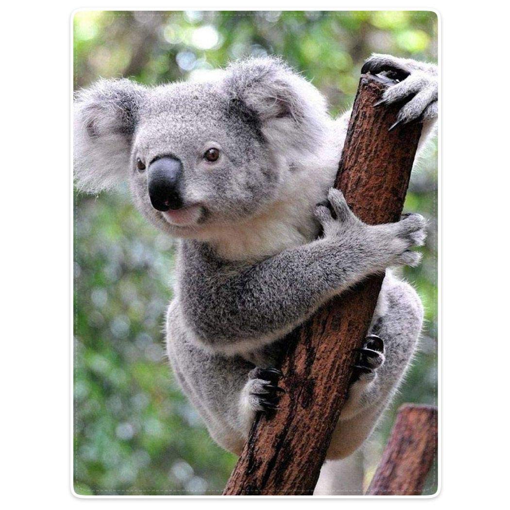 Zomer Kuscheldecke,Koala,125x150cm,Grau,Flauschige Decke Mikrofaser Fleecedecke Weiche &amp; Warme Sofad