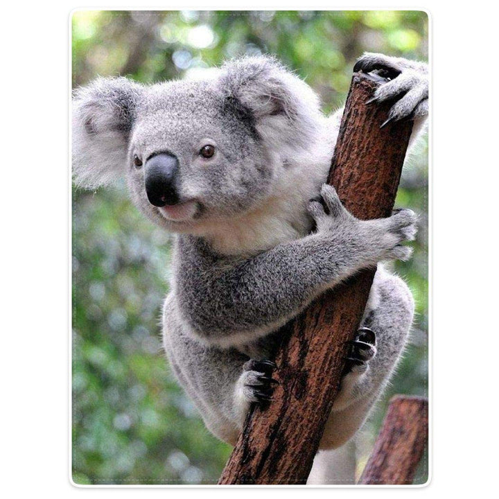 Zomer Kuscheldecke,Koala,125x150cm,Grau,Flauschige Decke Mikrofaser Fleecedecke Weiche &amp; Warme Sofad