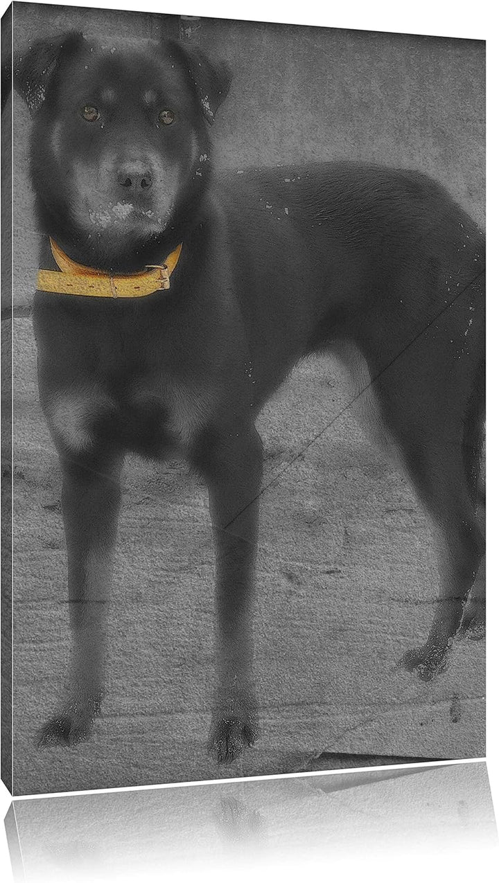 prächtiger grosser Rottweiler schwarz/weiss auf Leinwand, XXL riesige Bilder fertig gerahmt mit Keil