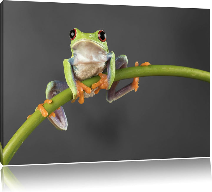 Pixxprint Baum-Frosch auf Bambus als Leinwandbild/Grösse: 100x70 / Wandbild/Kunstdruck/fertig bespan