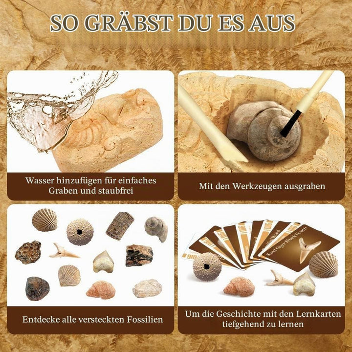 Fossilien Steine Ausgrabungsset Für Kinder Ausgrabung Fossilien Experimentierkästen Für Kinder Ab 7